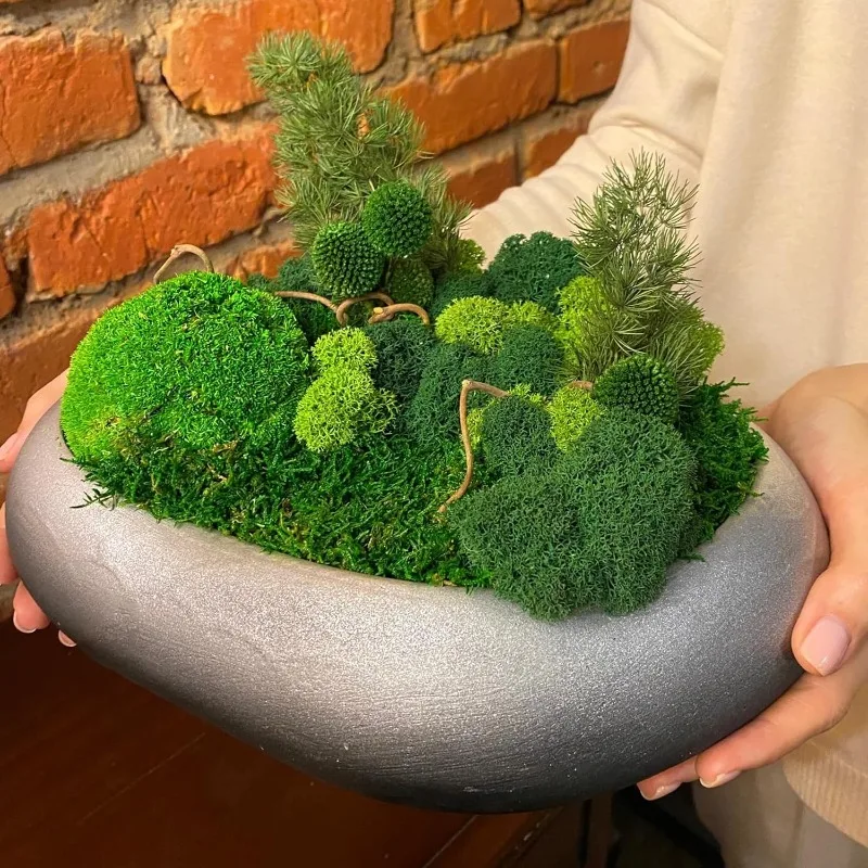 Wieczna trawa mchy, sztuczna z – Sphagnum Moss Dry recenzja i cena