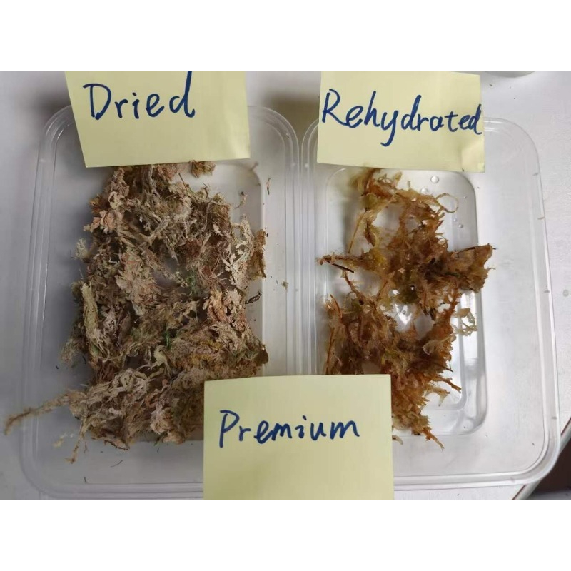 Wysokiej jakości mchy spongowe – Sphagnum Moss Dry recenzja i cena